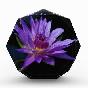 Purple Waterlily Lotus Acrylic Award
