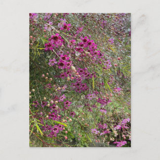 Purple Waxflowers Postcard