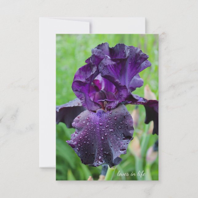 Purple, Wet Iris Note Card (Front)