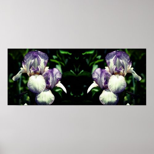 Purple White Bearded Iris Flower Mirror Abstract Poster