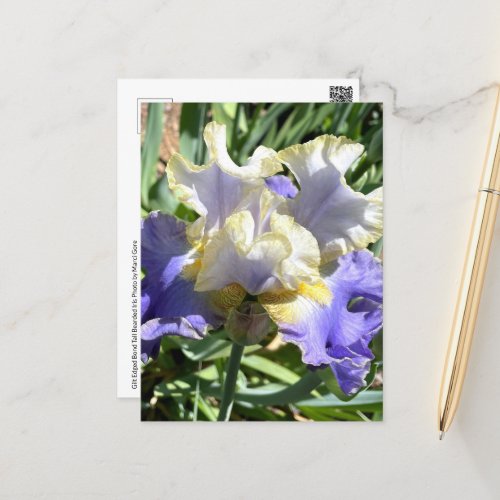 Purple  White Bearded Iris Postcard