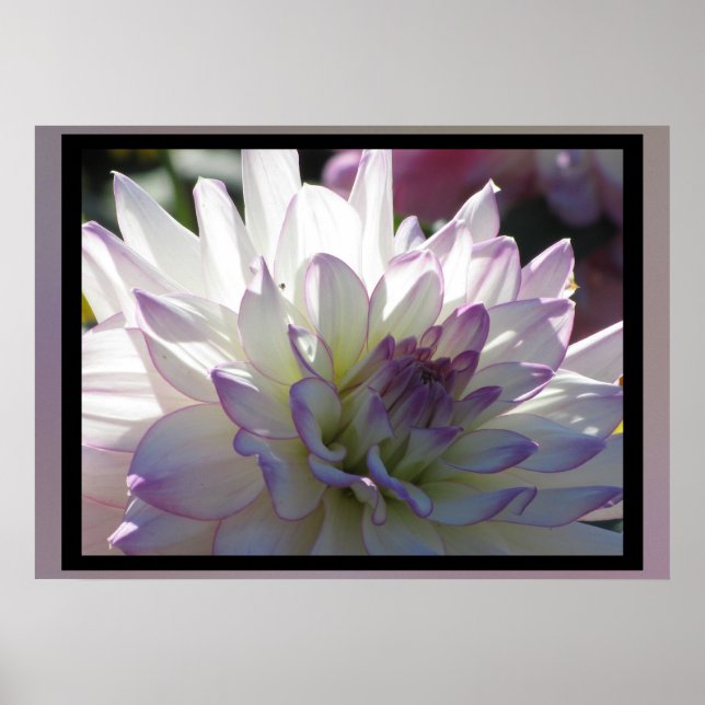 Purple-White Dahlia Flower Poster (Front)