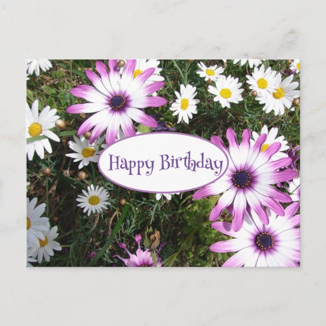 Purple White Daisy Flower Garden Happy Birthday Postcard (Front)