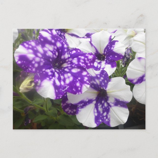 Purple White Garden Flowers DIY Postcard (Front)