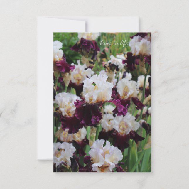 Purple & White Iris Bed Note Card (Front)