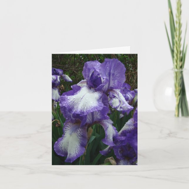 Purple & White Iris, Special Birthday Card (Front)