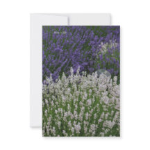 Purple & White Lavender Plants