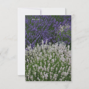 Purple & White Lavender Plants Note Card