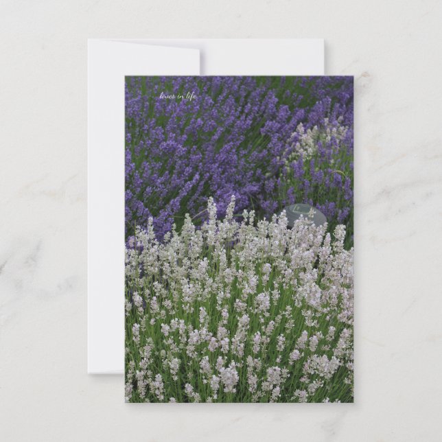 Purple & White Lavender Plants Note Card (Front)