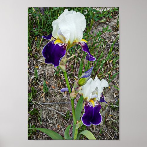 Purple White Orchid Flower Original Photography Poster