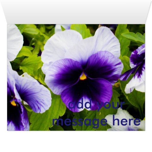 Purple_White_Pansies,_ (Inside Horizontal (Bottom))