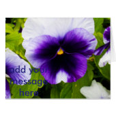 Purple_White_Pansies,_ (Front Horizontal)