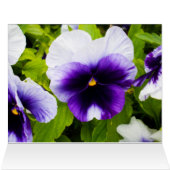 Purple_White_Pansies,_ (Inside Horizontal (Top))