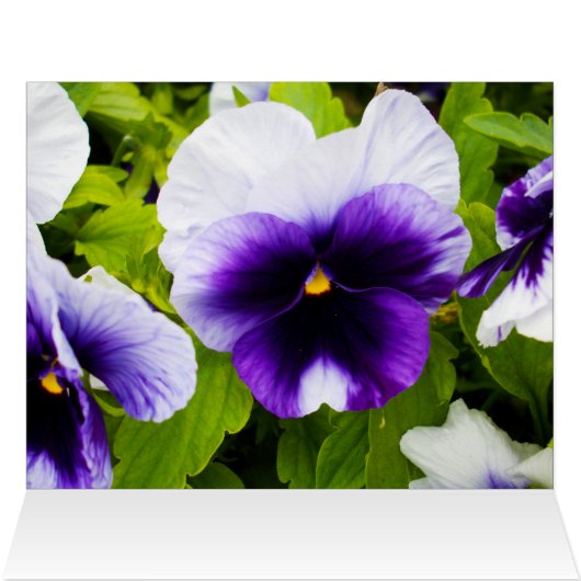 Purple_White_Pansies,_ (Inside Horizontal (Top))