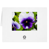 Purple_White_Pansies,_ (Back Horizontal)