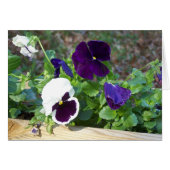 Purple & White Pansy (Front Horizontal)