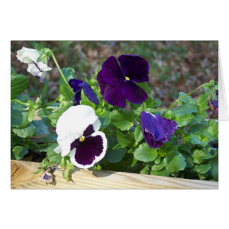 Purple & White Pansy Cards