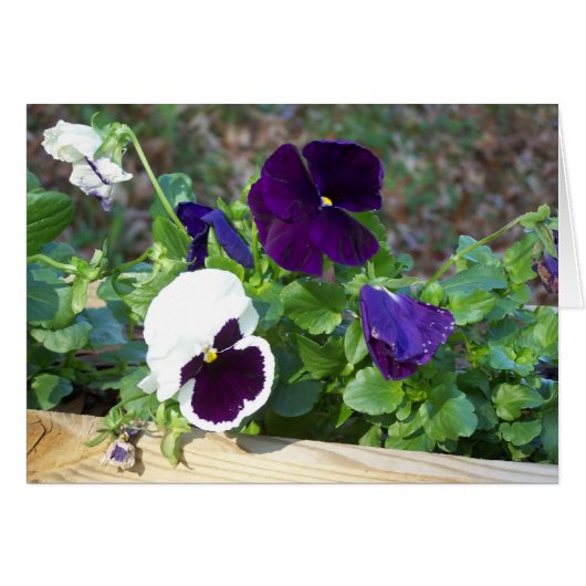 Purple & White Pansy Cards (Front Horizontal)
