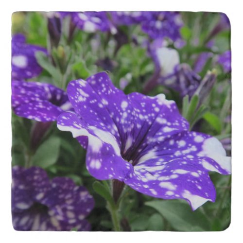 purple white petunia flower nature summer  trivet