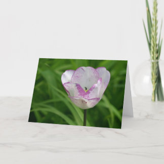 Purple-white tulip card