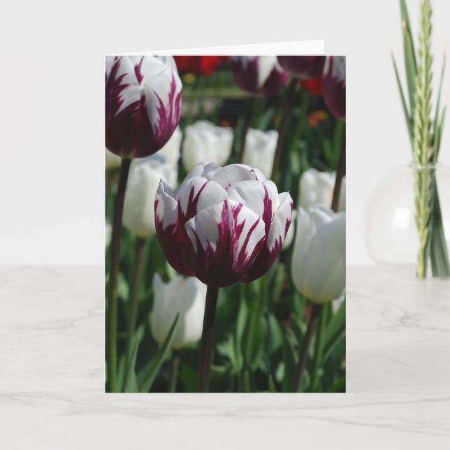 Purple & White Tulip Greeting Card (Front)