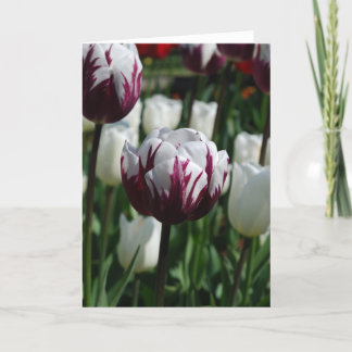 Purple & White Tulip Greeting Card