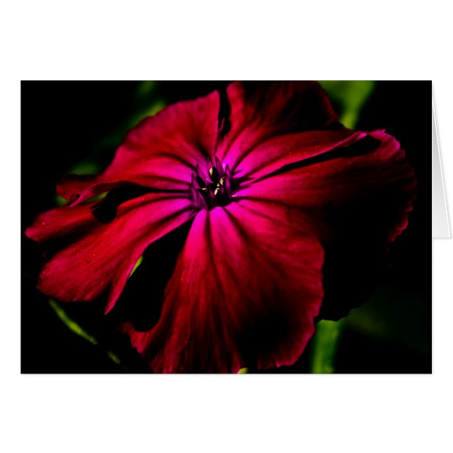 Purple Wild Flower gccna Cards (Front Horizontal)