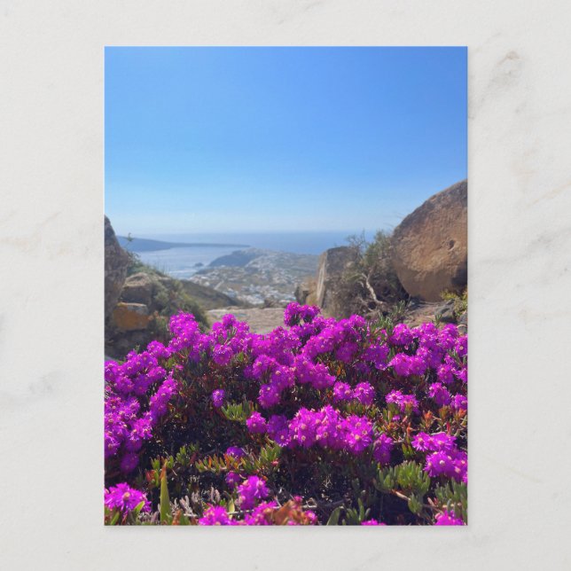 Purple Wild Flowers Santorini Greece Photography Postcard (Front)