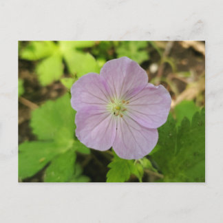 Purple Wild Geranium Michigan Wildflower Postcard