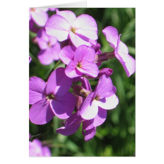 Purple Wildflowers Blank Cards (Front)