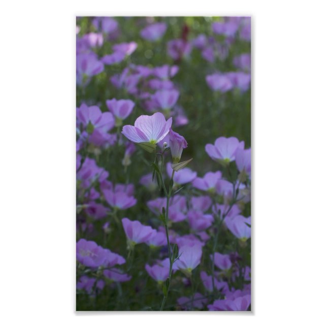 purple wildflowers everywhere photo print (Front)