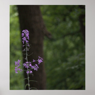 Purple Wildflowers Poster