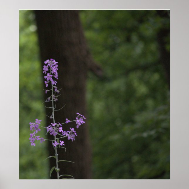 Purple Wildflowers  Poster (Front)