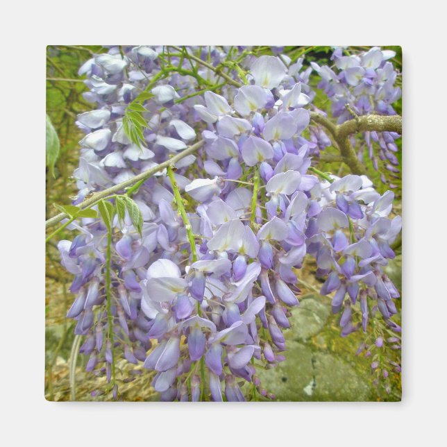 Purple Wisteria Coordinating Items Magnet (Front)