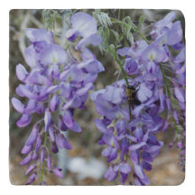 Purple Wisteria Flower in Spring with Bee Photo