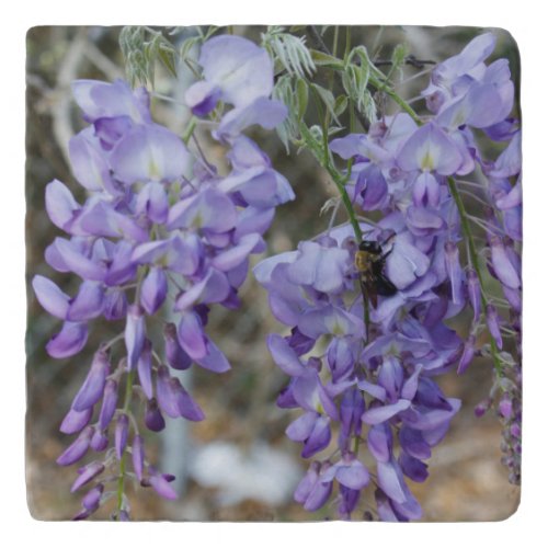 Purple Wisteria Flower in Spring with Bee Photo Trivet