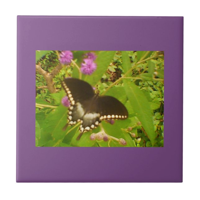 Purple Wrapped Black Monarch Ceramic Tile (Front)