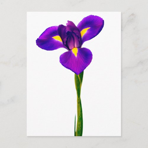 Purple  Yellow Iris Flower Floral Flowers Postcard