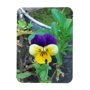 Purple & Yellow Pansy  Magnet