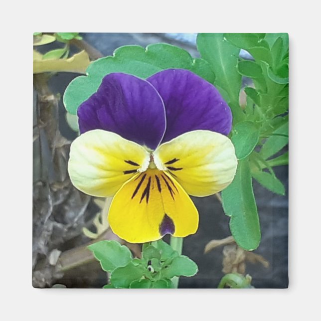 Purple & Yellow Pansy Magnet (Front)