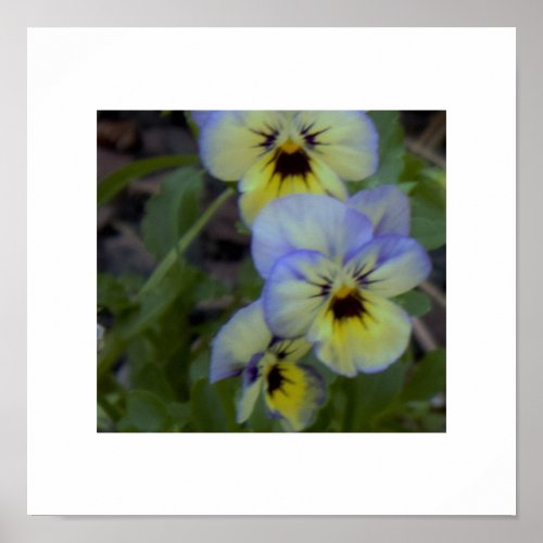 Purple Yellow Pansy Photo Poster