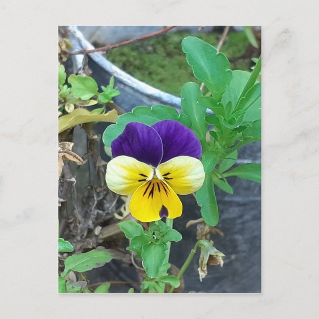 Purple & Yellow Pansy  Postcard (Front)