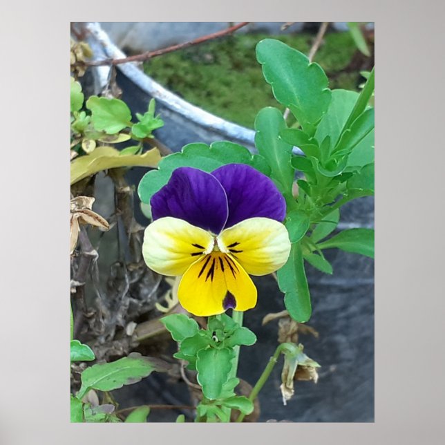 Purple & Yellow Pansy  Poster (Front)