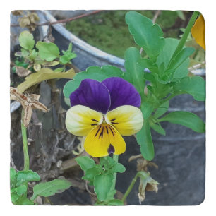 Purple & Yellow Pansy Trivet