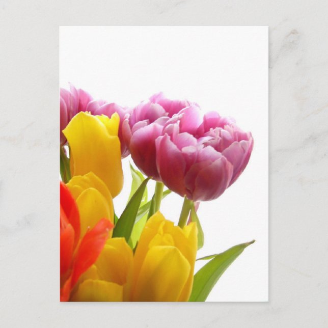 Purple & Yellow Tulips Postcards (Front)