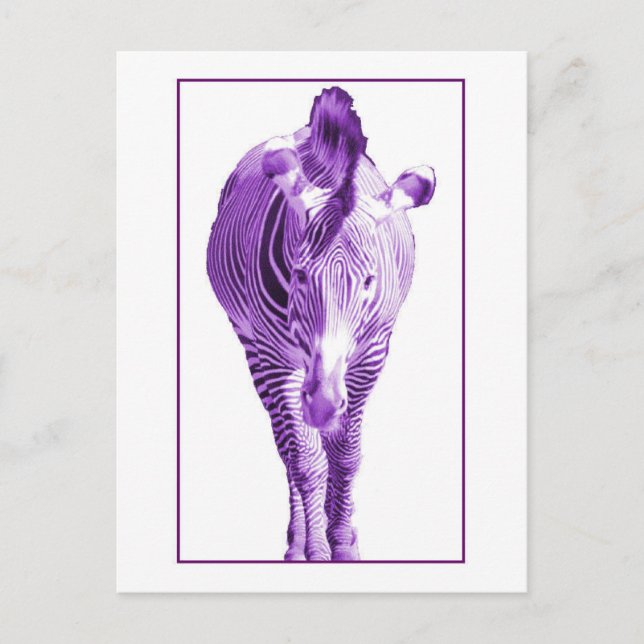 Purple Zebra Postcard (Front)