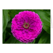 Purple Zinnia Card (Front Horizontal)
