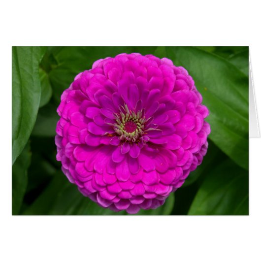 Purple Zinnia Card (Front Horizontal)