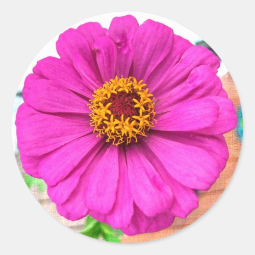 Purple Zinnia Flower in Bloom Classic Round Sticker