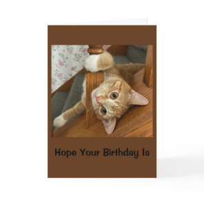 Purr-fectly Happy Birthday Card